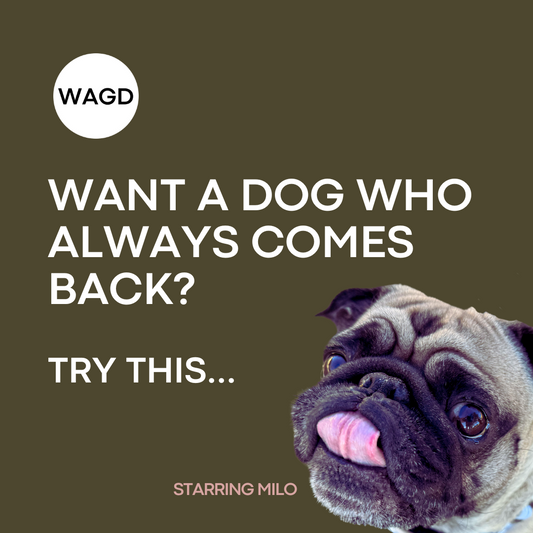 Our Favourite Game To Get A Dog Who Always Come Back