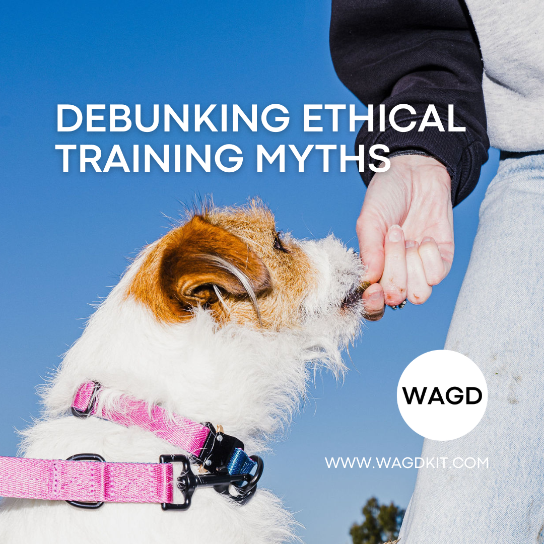 5 Ethical Dog Training Myths Debunked
