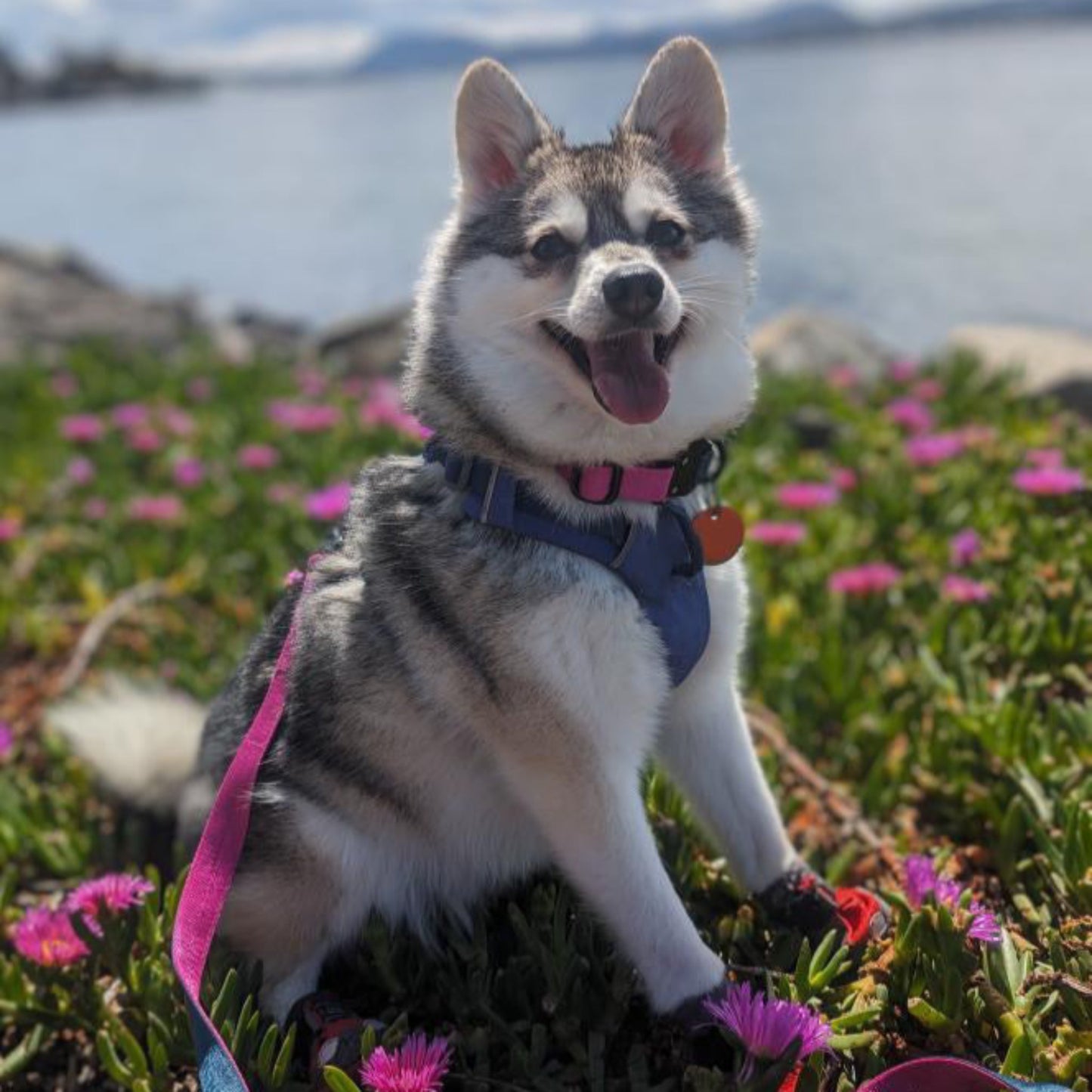 Dog Collar - Pink + Peacock