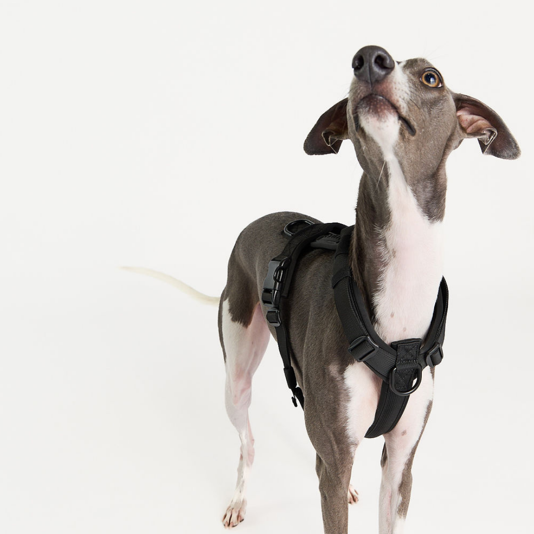 Whippet Dog wearing a black harness on a white background