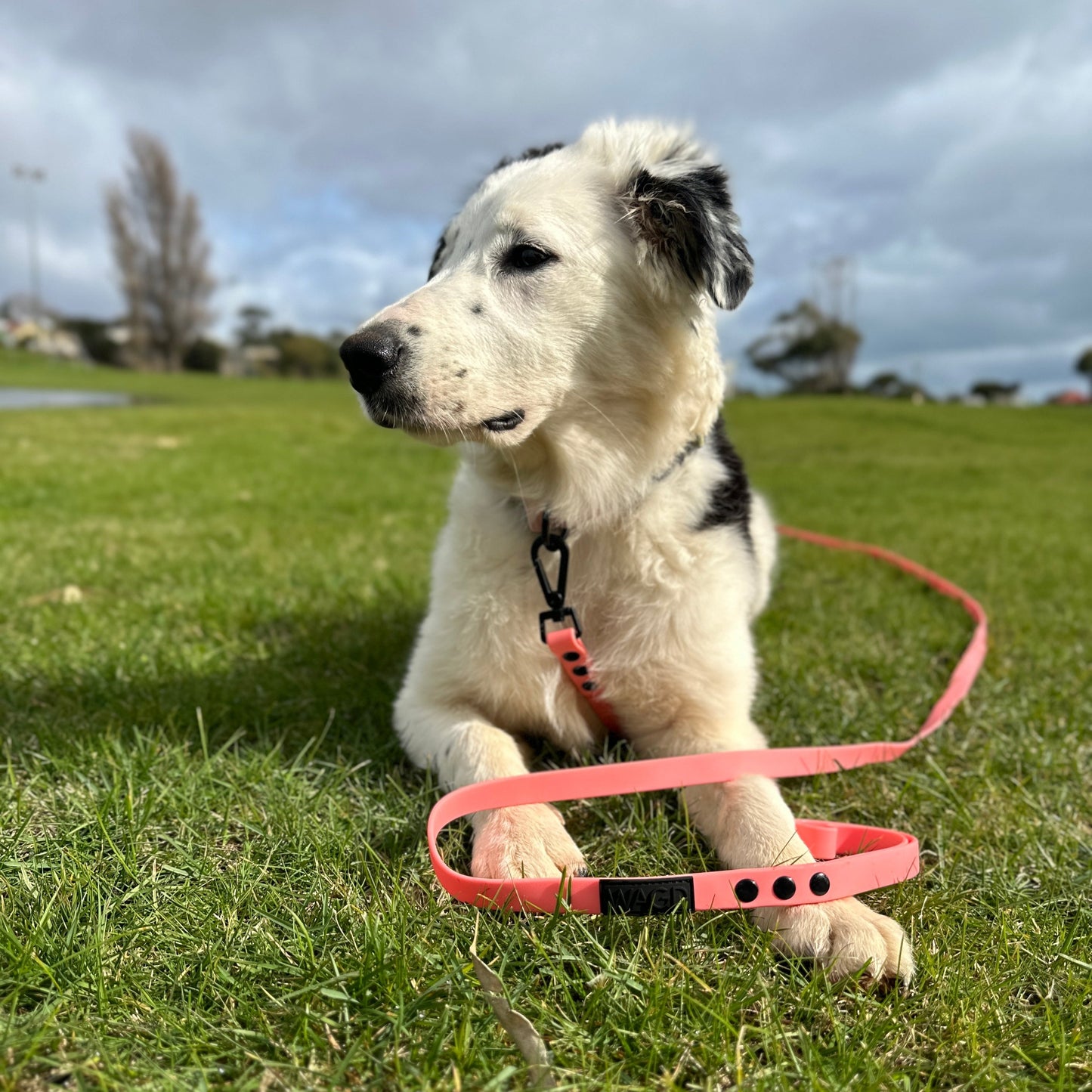 5M Training Lead