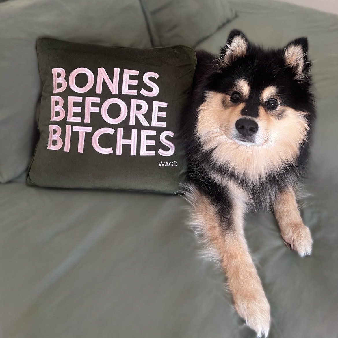 Finnish laphund dog lying next to a olive velvet square dog pillow.