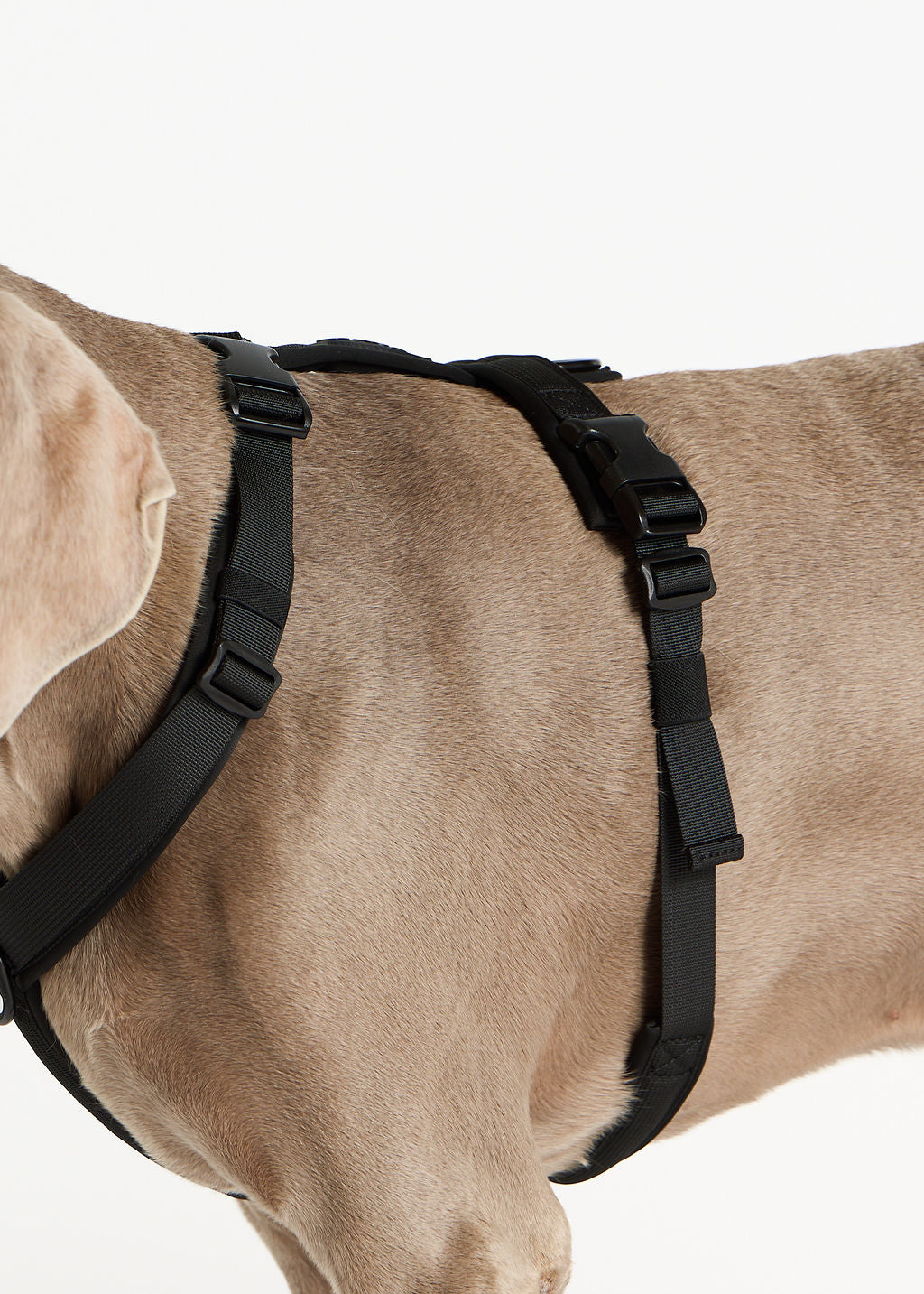 Black dog harness on a beige dog with a white background