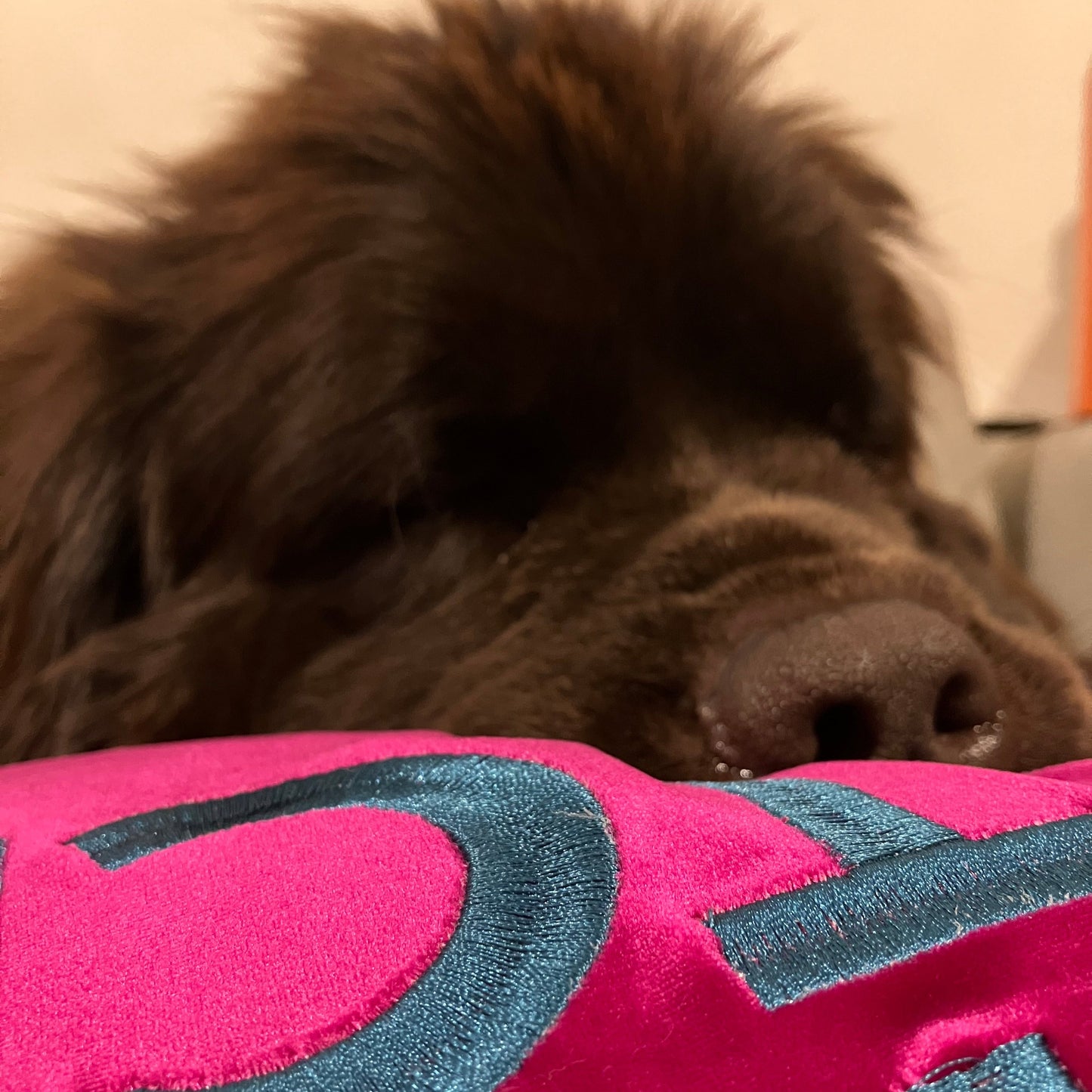 Dog Pillow Cover
