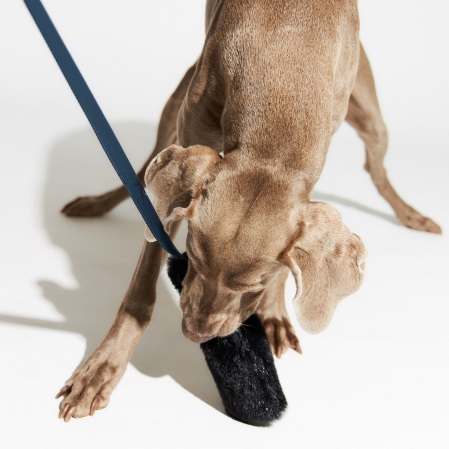 grey dog biting black fluff of tug toy