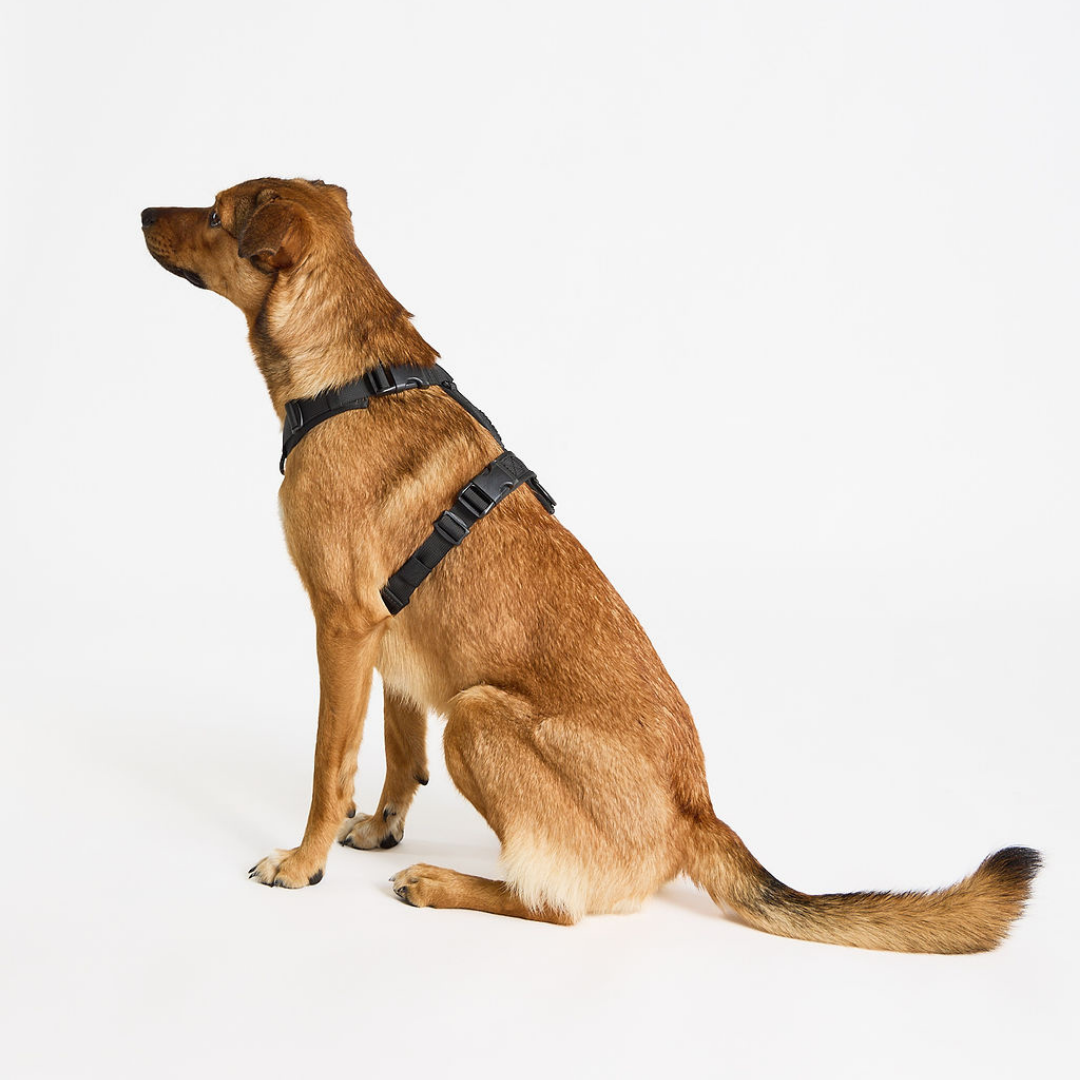 Brown dog wearing a black harness on a white background