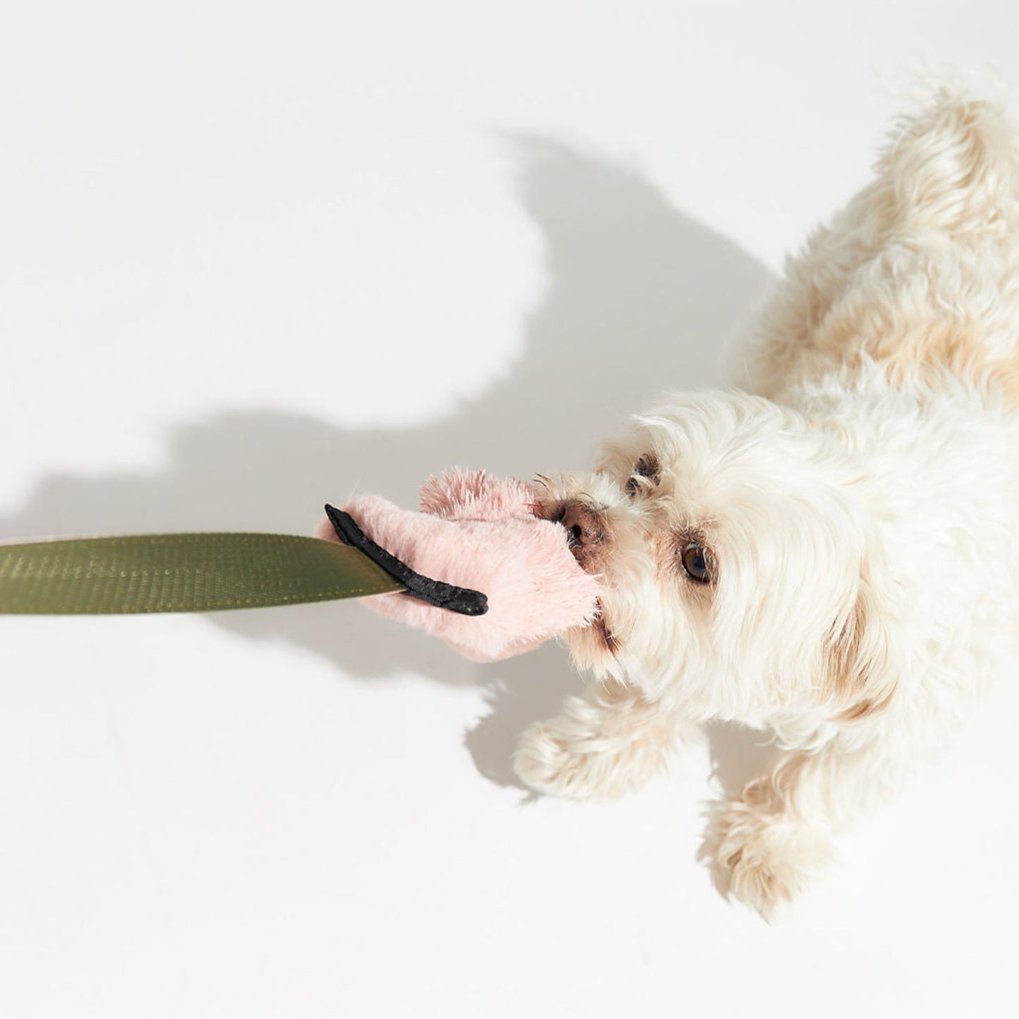 small white dog biting the pink fur area of a tug toy with olive green long handle