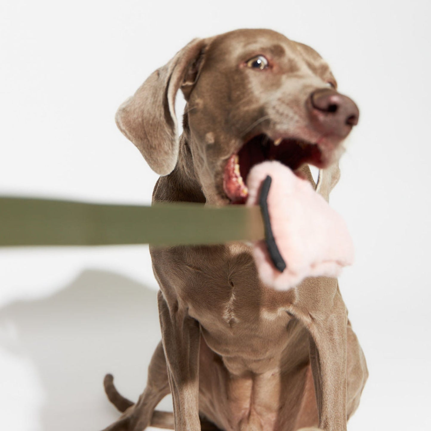 grey dog about to bite a long handle tug toy dangling in the air