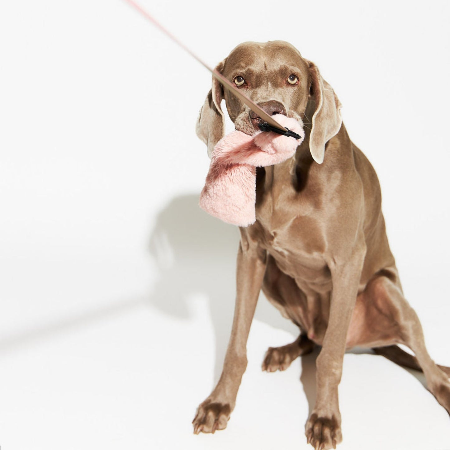grey dog sitting with pink fluffy tug toy in his mouth