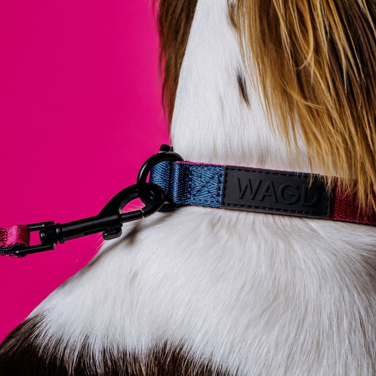 Dogs neck wearing pink and peacock collar with WAGD black rubber logo, with pink lead attached.