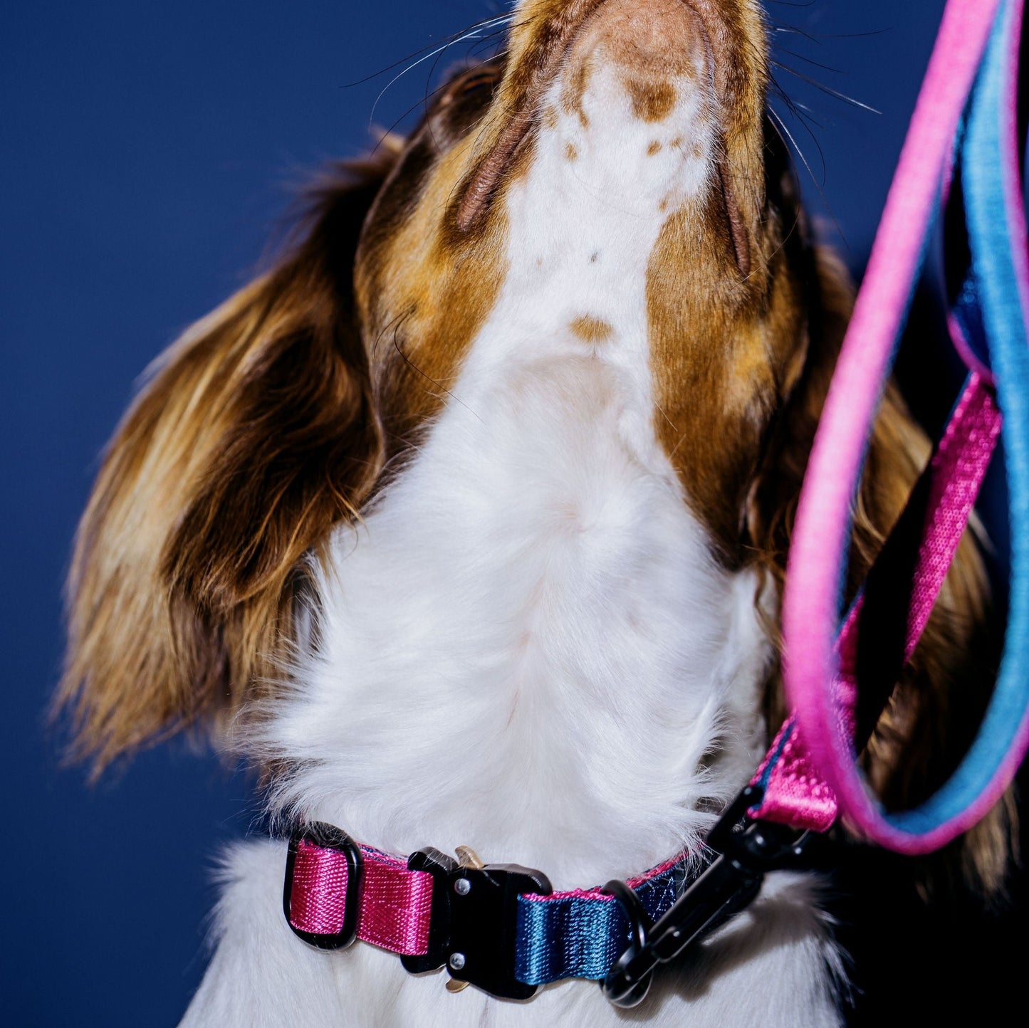Dog with white and brown fur, wearing pink and peacock collar looking upwards.
