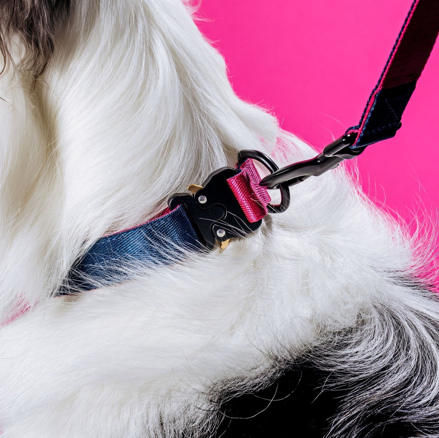 Dog Collar - Peacock + Pink