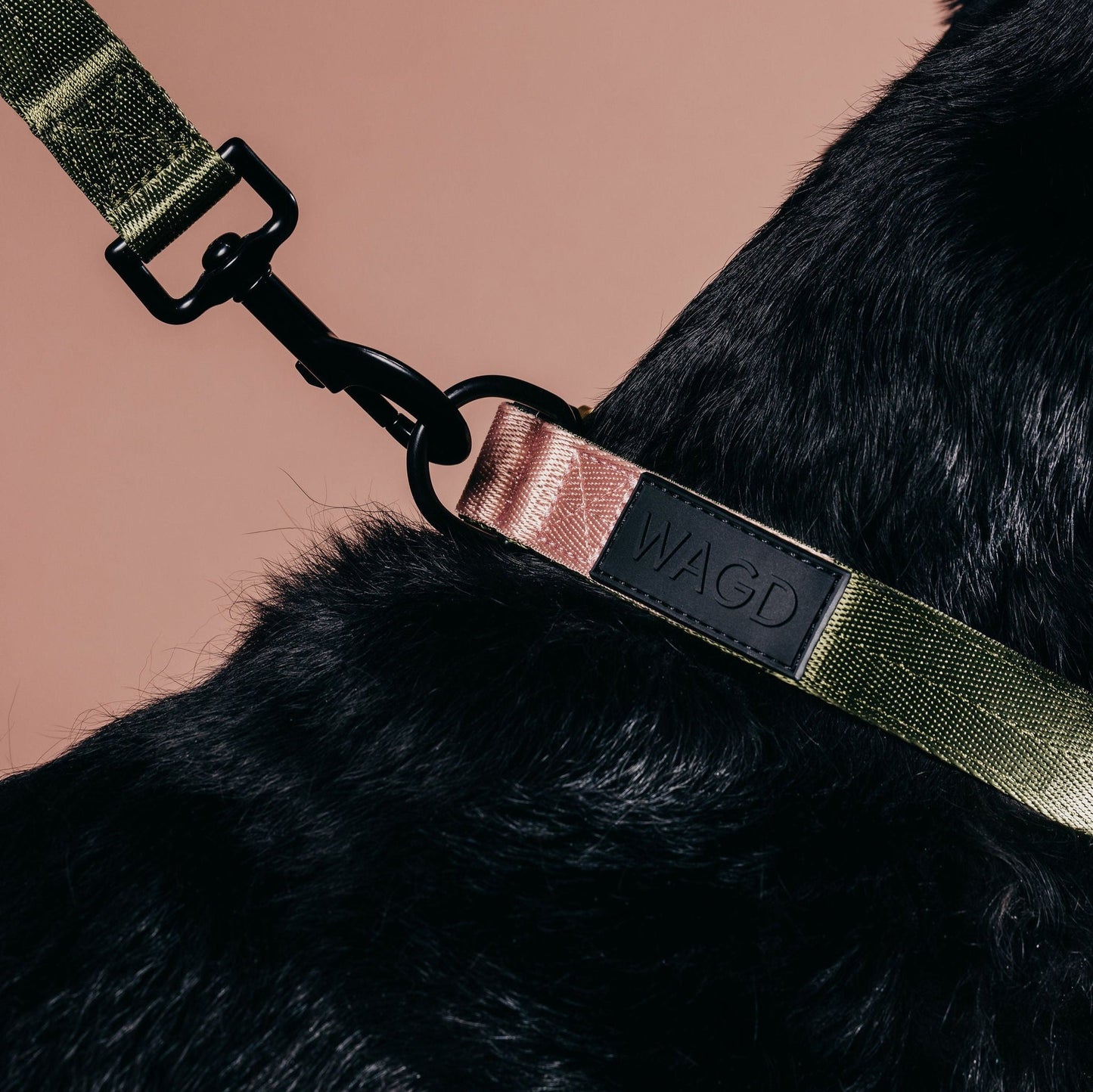 Picture of black Labrador neck wearing and olive and pink collar with olive lead attached.