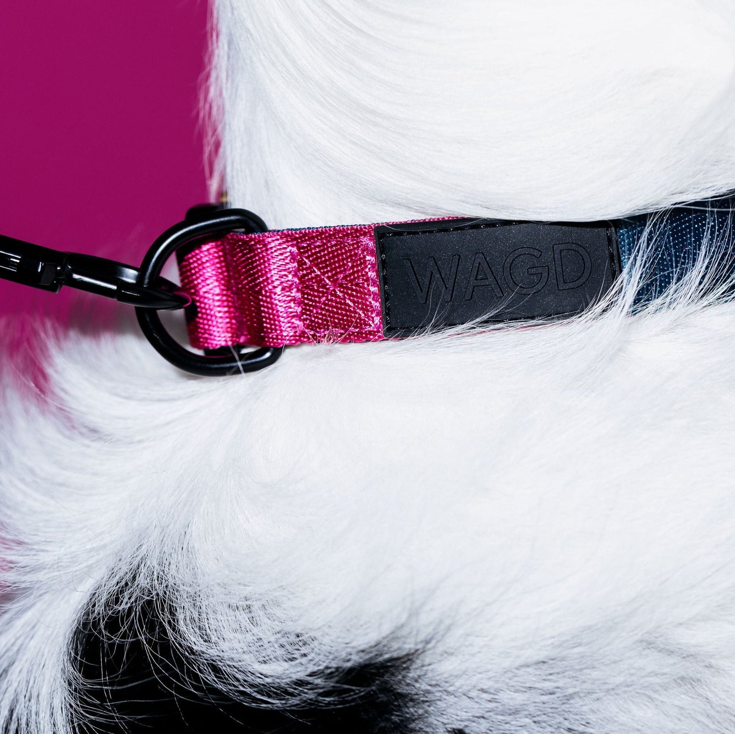 Picture of a dogs neck with white fur wearing a collar and lead attached.