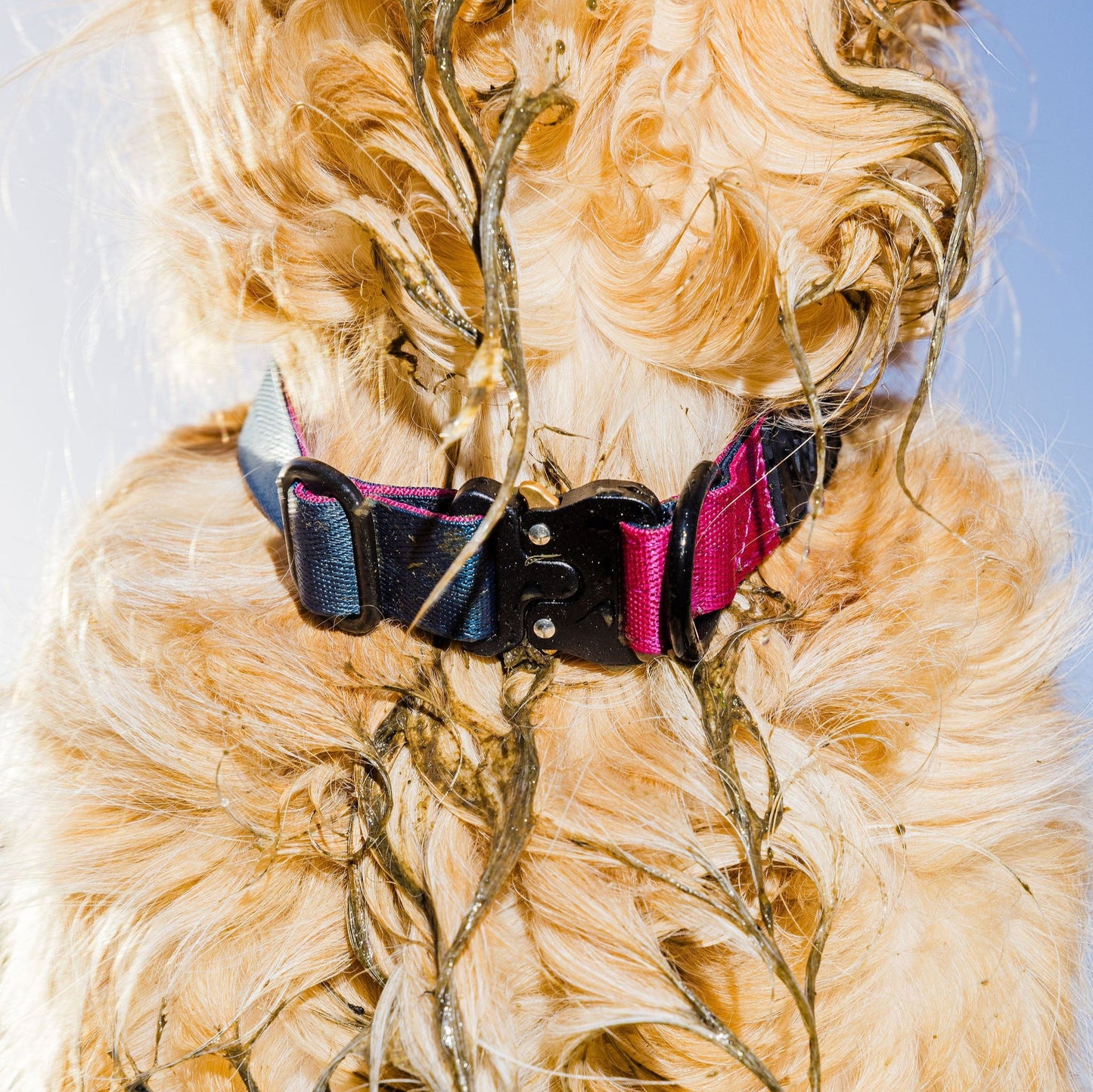 Dog Collar - Peacock + Pink