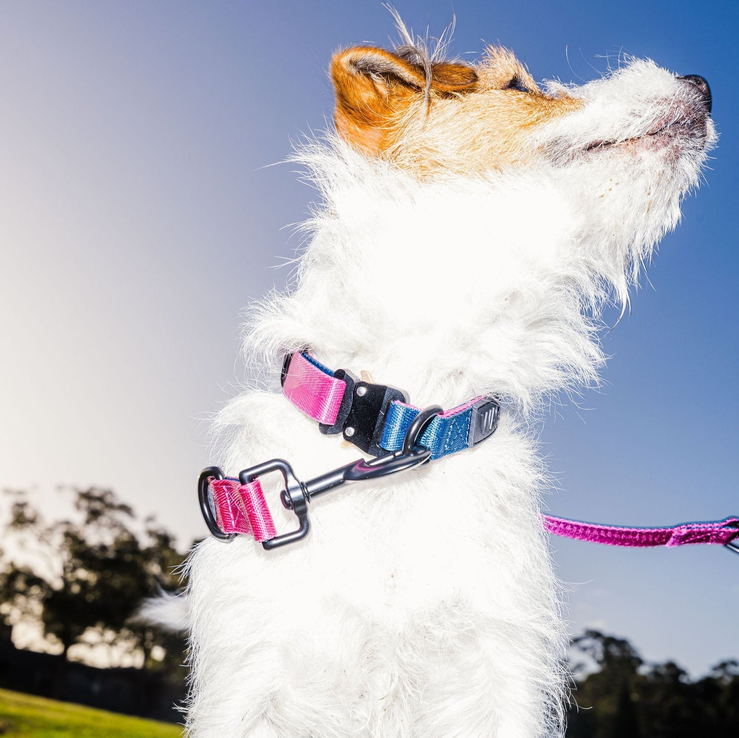 Dog Collar - Pink + Peacock