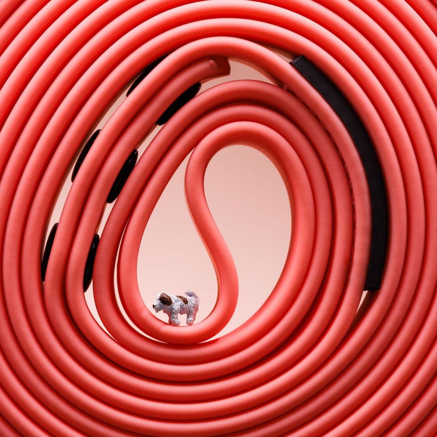 Close up of a coral 5m rubber coated lead rolled up and laid flat on a white background, with a small white and brown model dog in the middle of the roll.