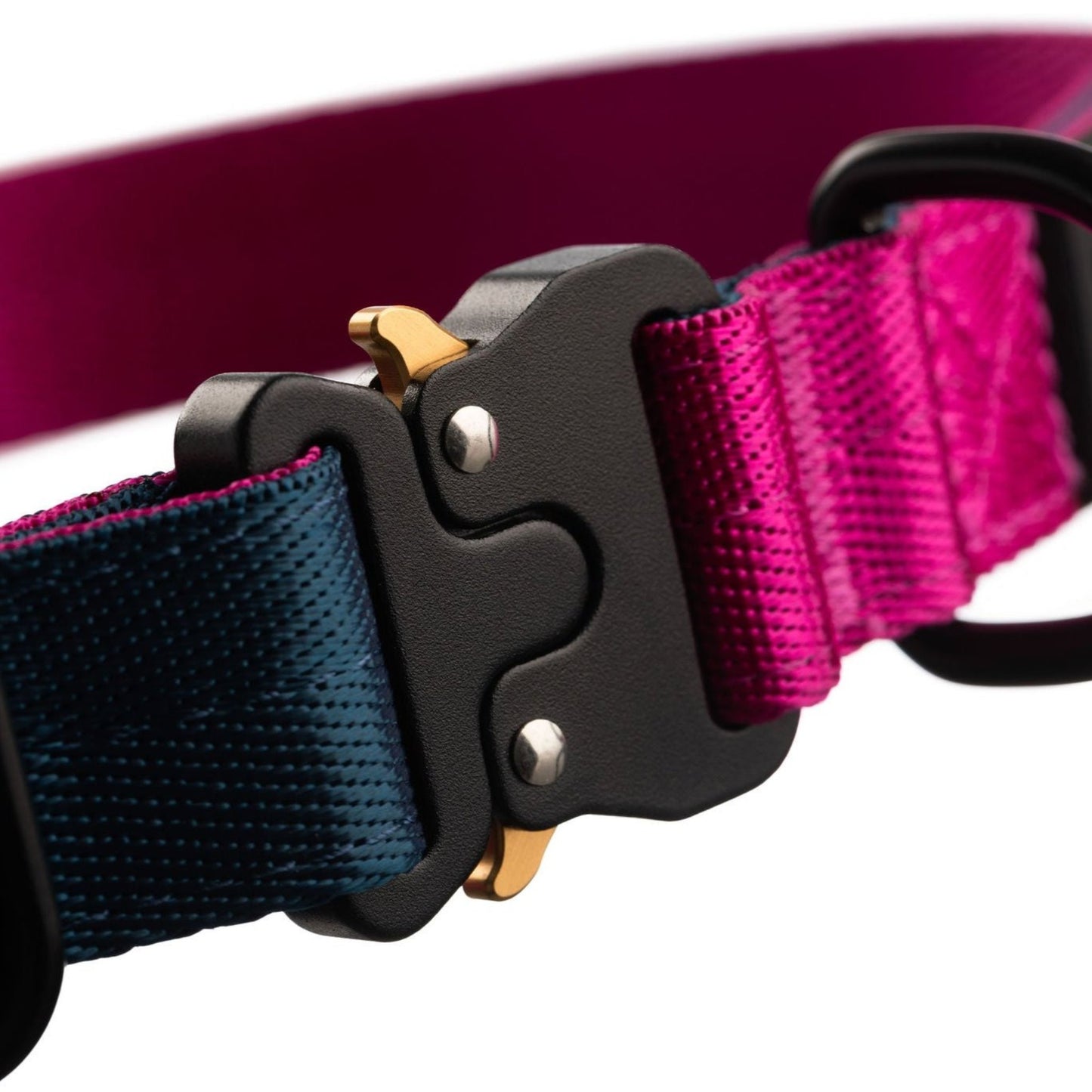 Close up of closed dog collar clip. Black clip with gold tabs on a pink and blue collar.