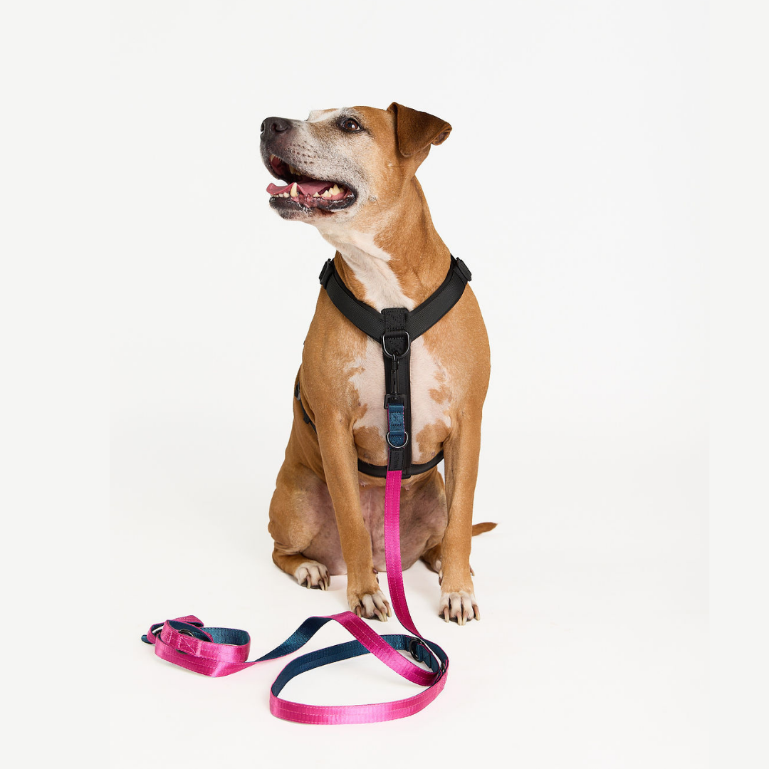 American Staffy Dog wearing a black harness with a pink leash on a white background