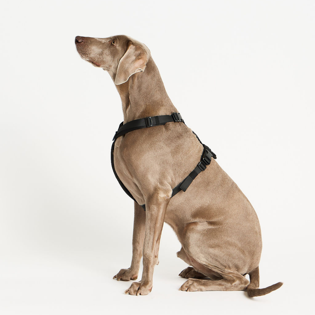 Dog wearing a black harness on a white background