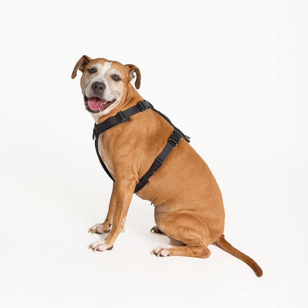 Dog wearing a black harness on a white background