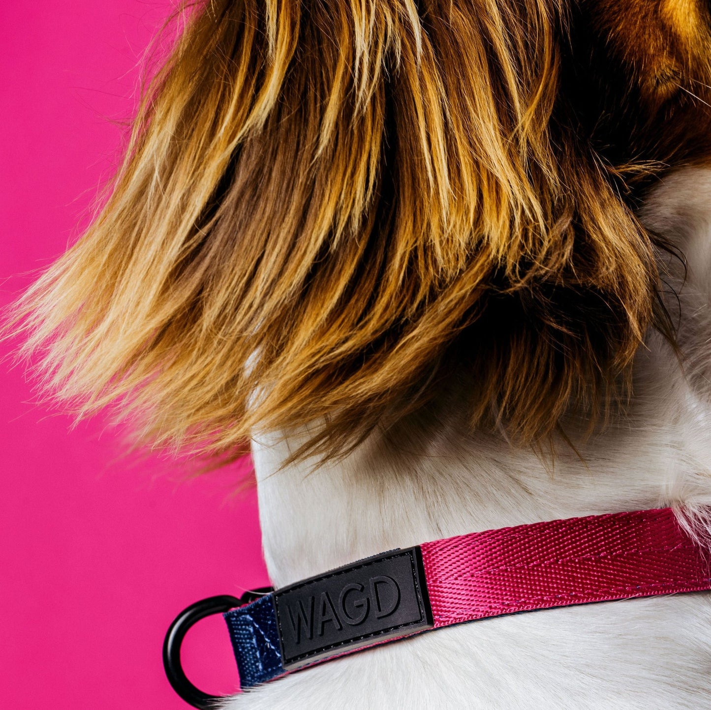 Dog neck with white and brown fur wearing a pink and peacock collar.
