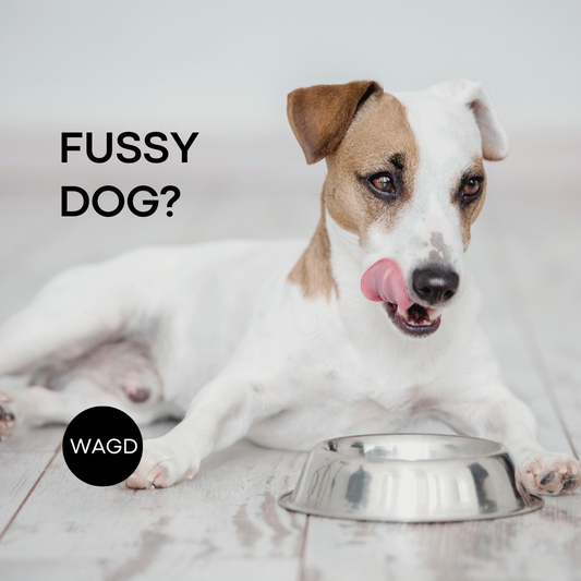 Is your Dog really Fussy?