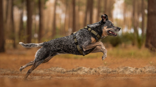 Capturing Dog Movement in Photography