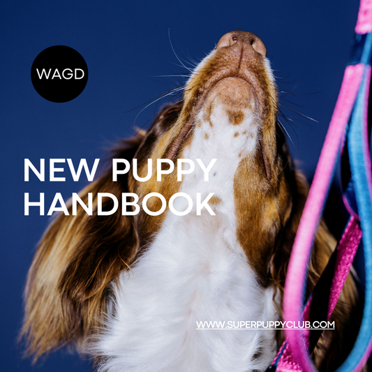 Your New Puppy Handbook: Everything You Need to Know!