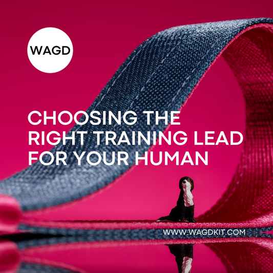 The Ultimate Guide to Choosing the Right Training Lead for Your Human