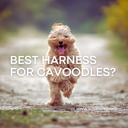 best harness for cavoodles text on top of a dog pictured running