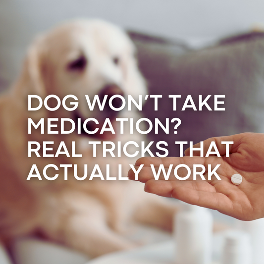 How to Give a Dog Medication (When They Refuse) | Real Tips That Work