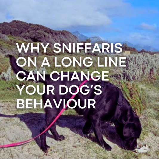 Why Sniffaris on a Long Line Can Change Your Dog’s Behaviour