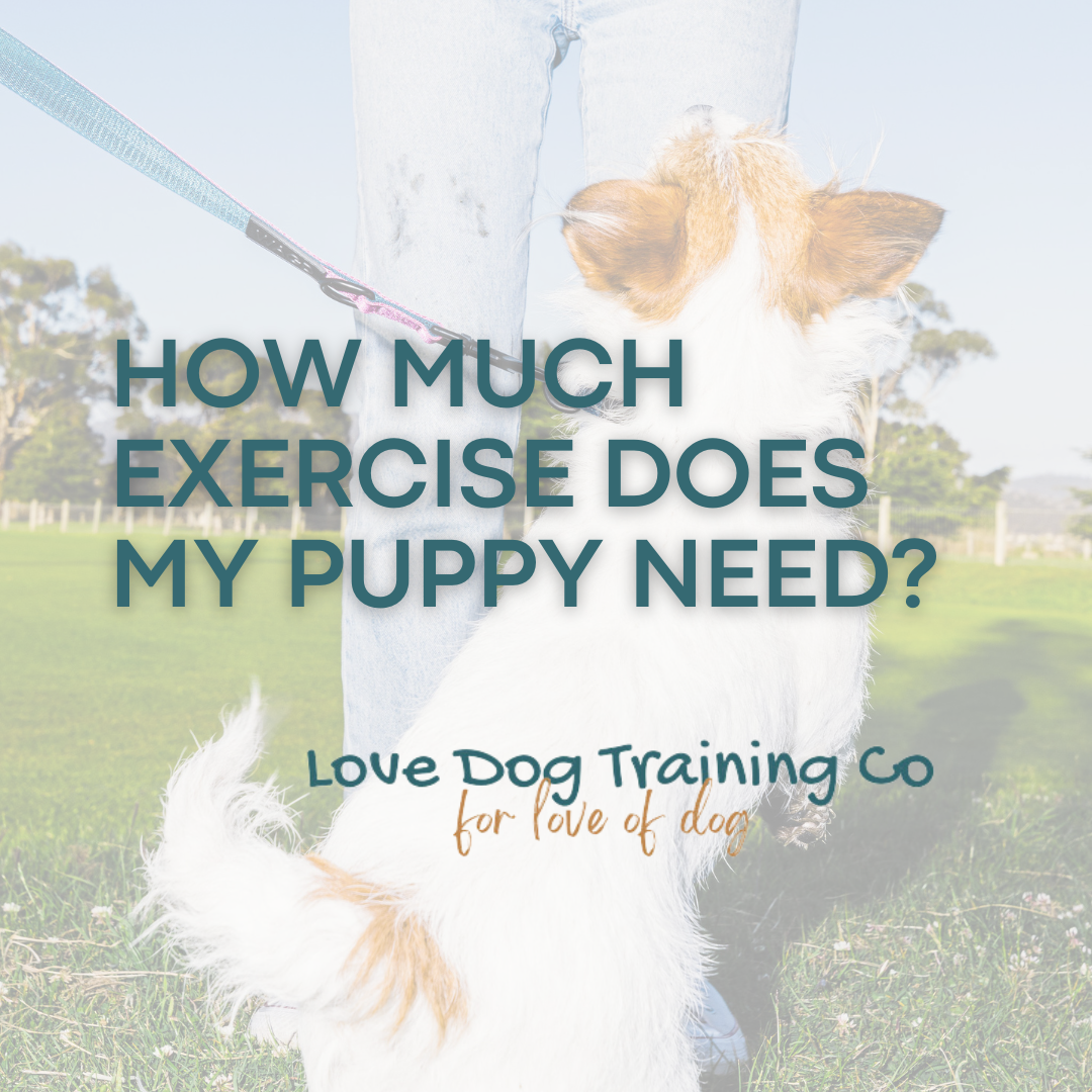 How Much Exercise Does My Puppy Need? - Megan Barnes