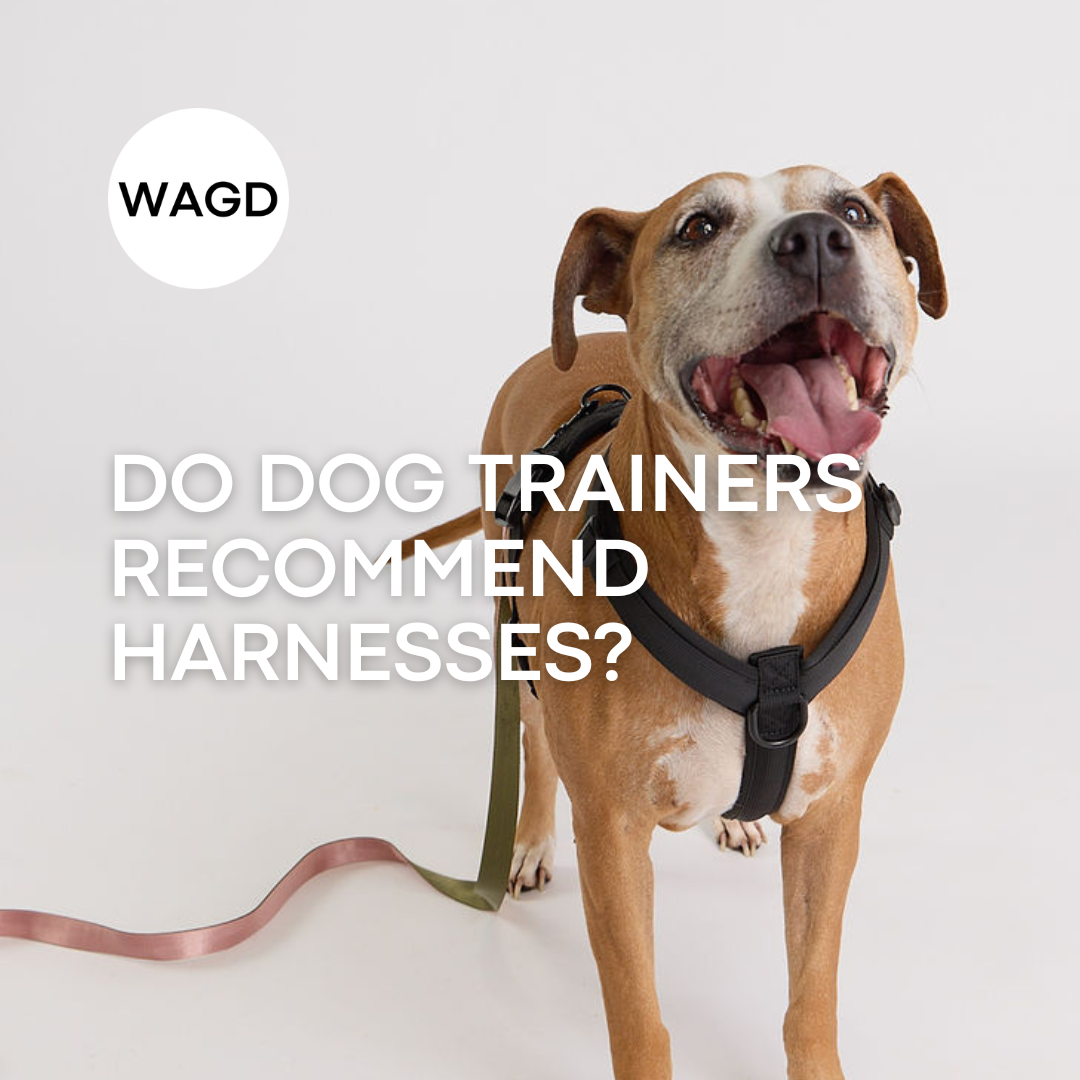 Do Dog Trainers Recommend Dog Harnesses?