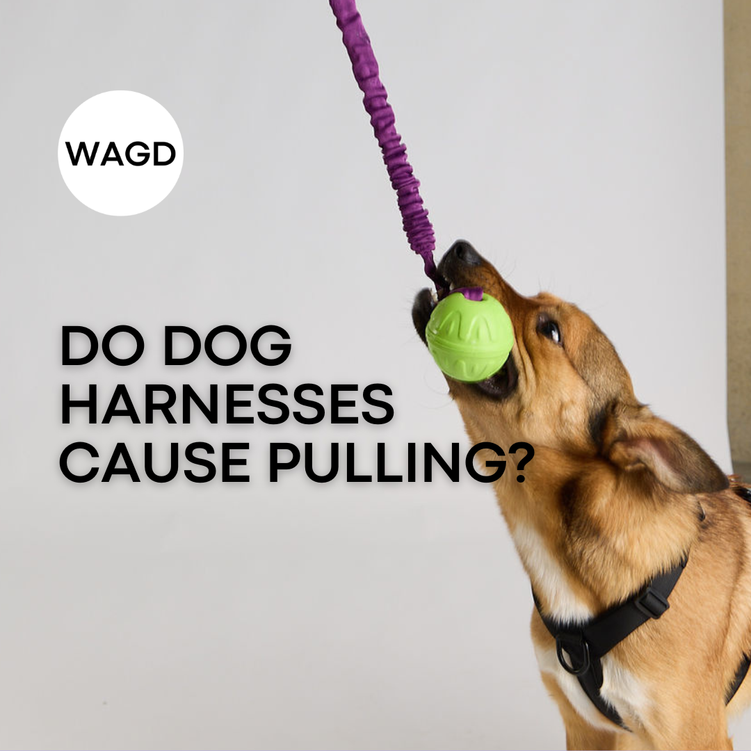 Do Harnesses Cause Pulling? Let’s Clear This Up.