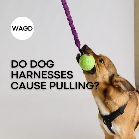 Do Harnesses Cause Pulling? Let’s Clear This Up.