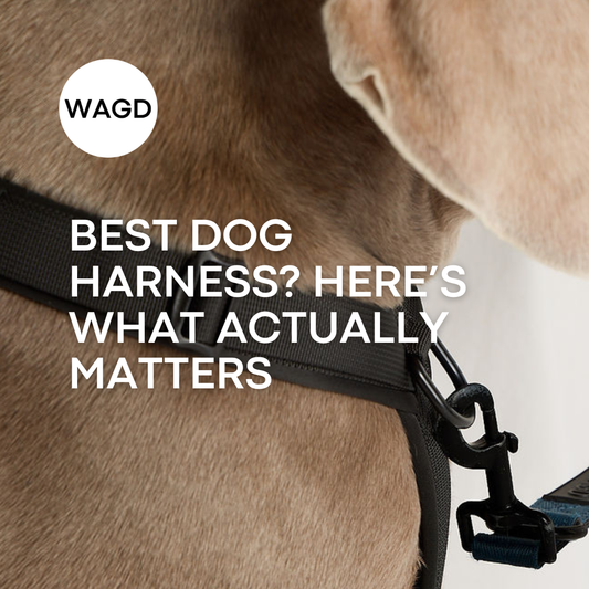 What’s the Best Dog Harness in Australia? Can We Be Honest.