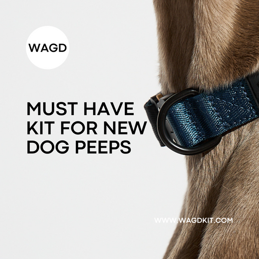 Must-Have Gear for New Dog People