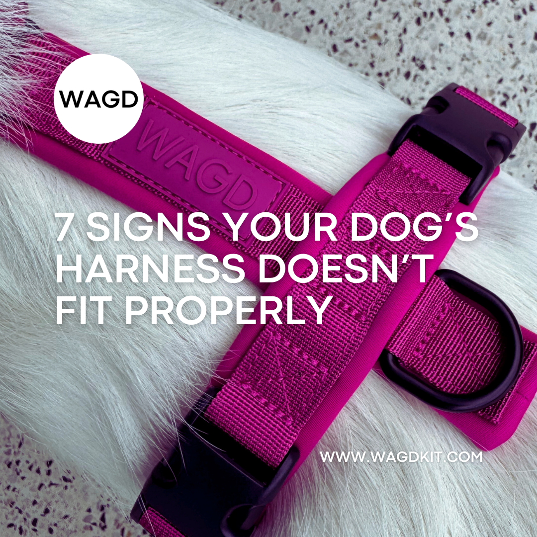 7 Signs Your Dog’s Harness Doesn’t Fit Properly