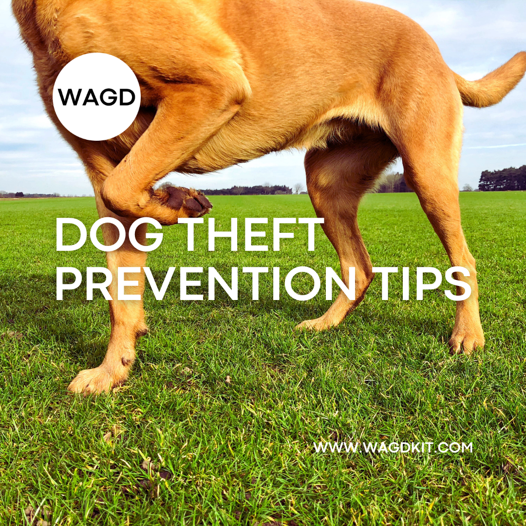 Dog Theft Prevention Tips Australia | How to Keep Your Dog Safe – WAGD