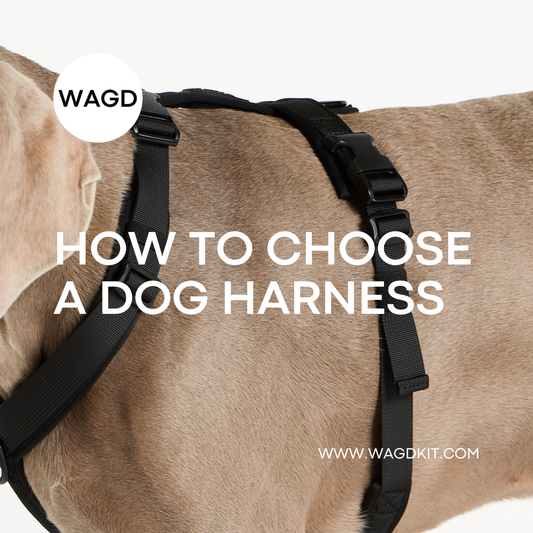 How to Choose the Right Dog Harness in Australia (Without Wrecking Your Dog’s Shoulders)