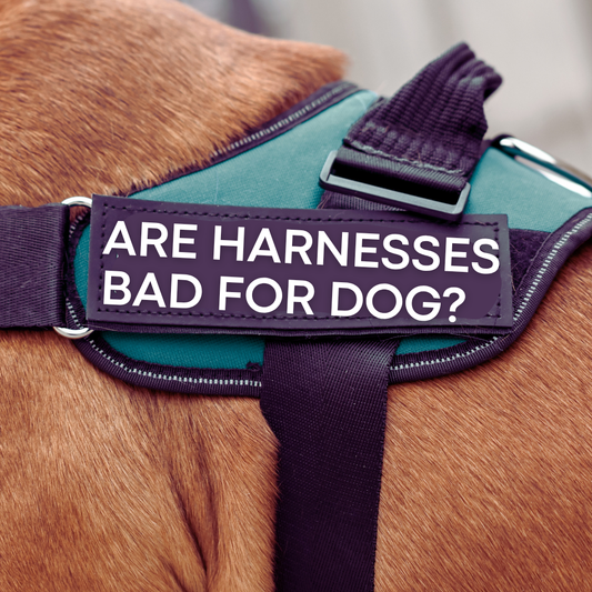 Are Harnesses Bad for Dogs? What Trainers & Physios Say