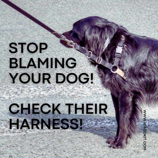 Stop Blaming Your Dog — Check Their Harness First