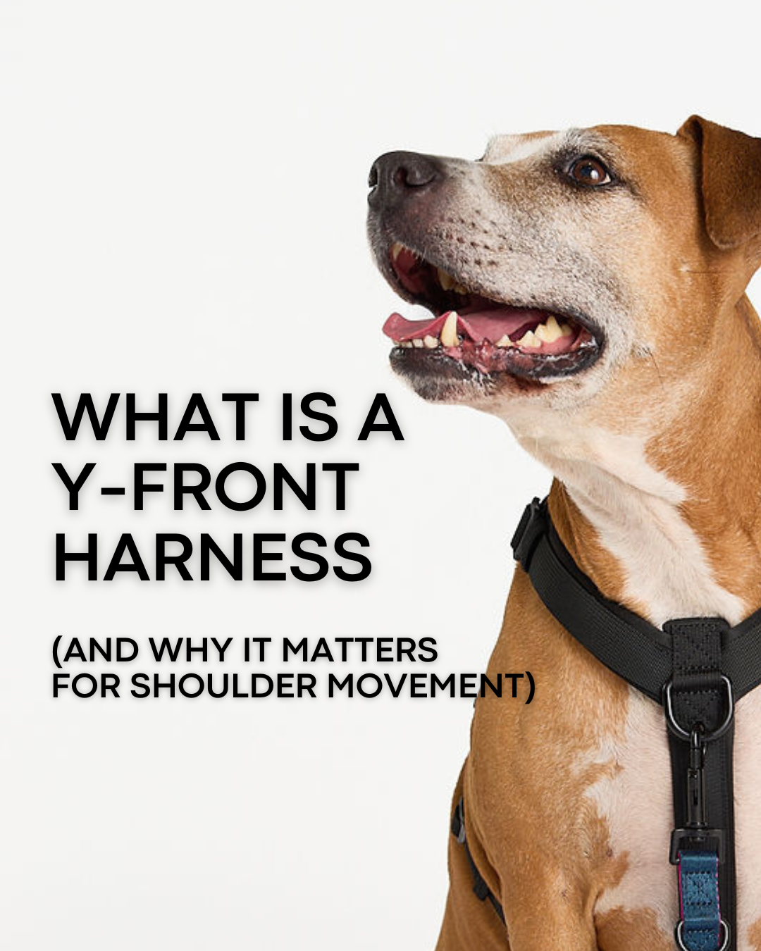 What Is a Y-Shaped Dog Harness (And Why It Matters for Shoulder Movement)