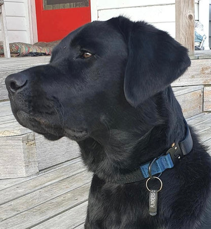 Black labrador wearing a black and blue collar.