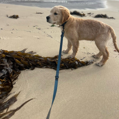 A blue and black Hands free lead attached to a golden retriever puppy's collar at the beach.