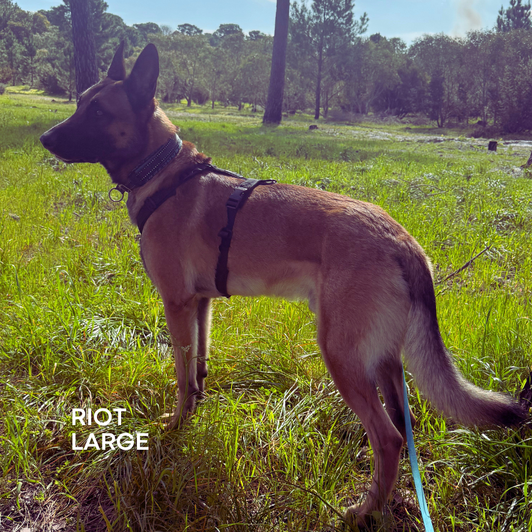 Dog standing in a grassy field with trees in the background, wearing a properly fitted WAGD harness.