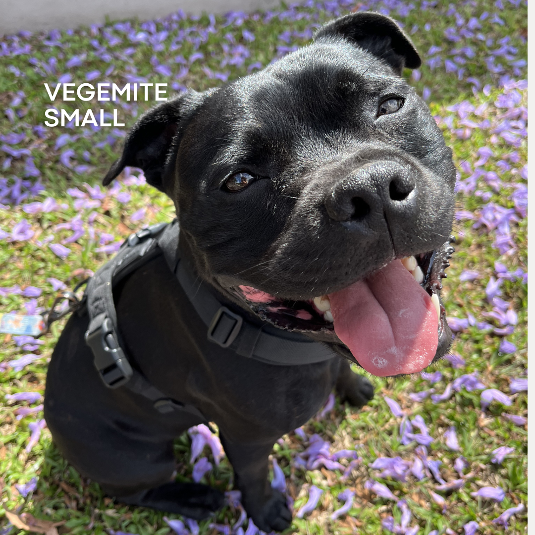 Black dog with a WAGD harness sitting on grass with purple flowers, labeled 'Vegemite Small'.