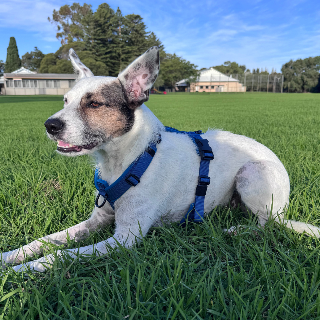 WAGD Dog Harness